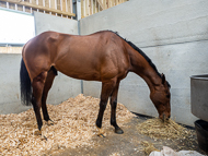 BP240223-74 - Unit Sixtyfour tucking in to some hay